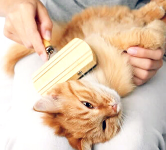 Dermatologia e ortopedia